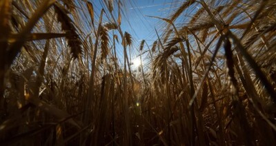 Wheat growing in a field. Image by Pia Bayer / Picture Alliance via Getty Images