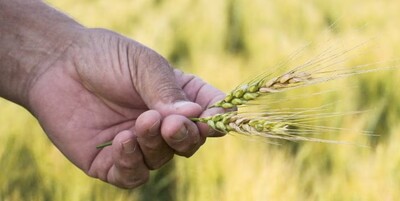 A person holds a head of wheat afflicted with fusarium head blight, also known as scab, which can damage yields and cause vomiting if consumed, in McClusky, North Dakota, U.S., July 24, 2024. REUTERS/Heather Schlitz/